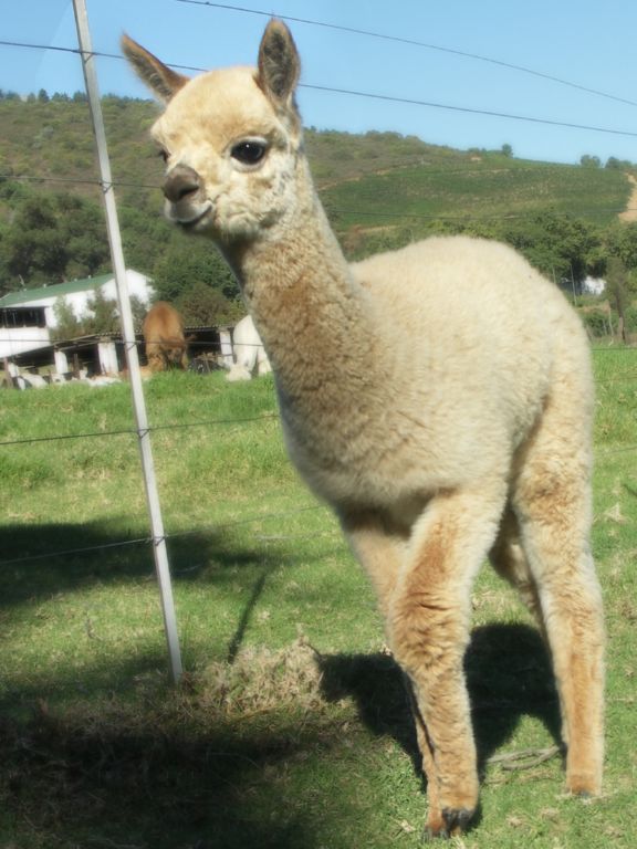 alpaka